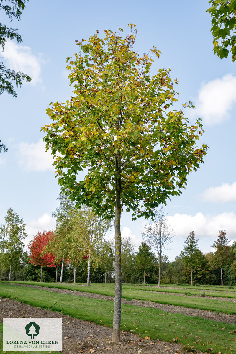 Acer pseudoplatanus