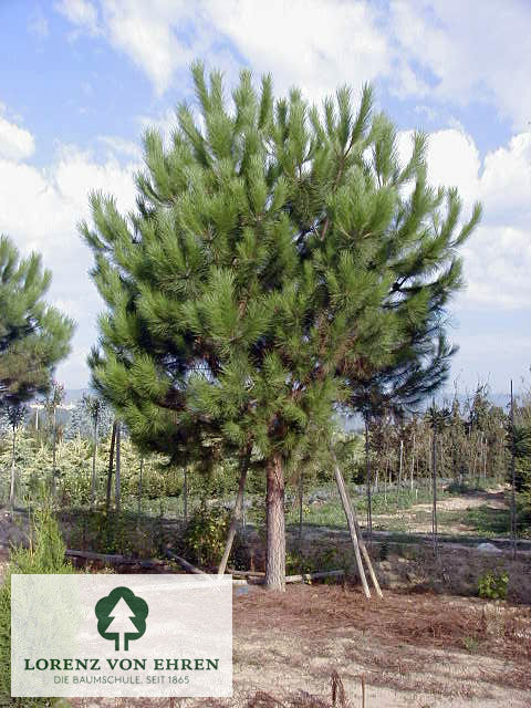 Pinus pinea