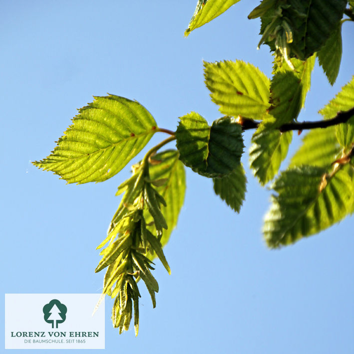 Carpinus betulus 'Pendula'