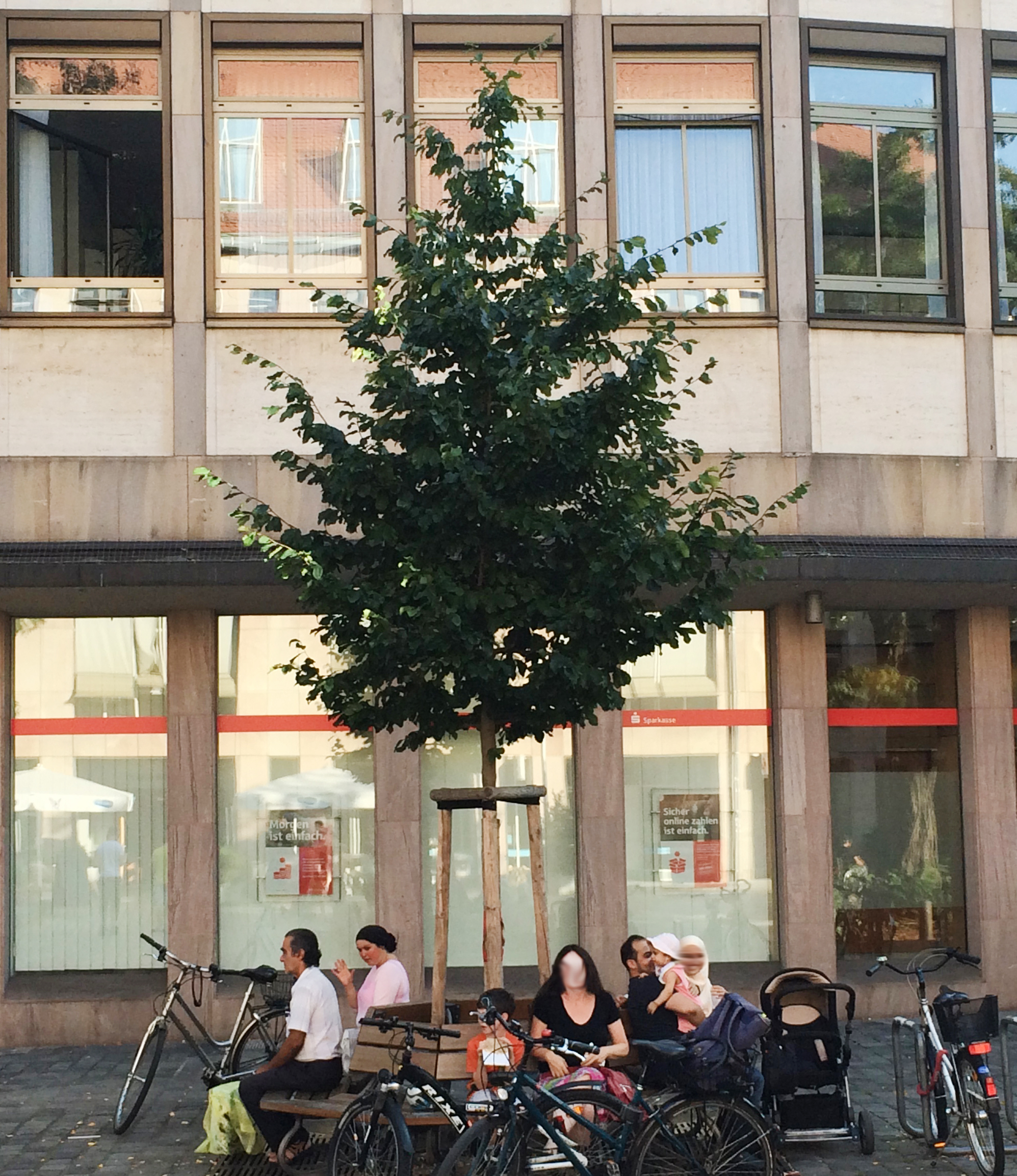 Eisenholzbaum in der Stadt