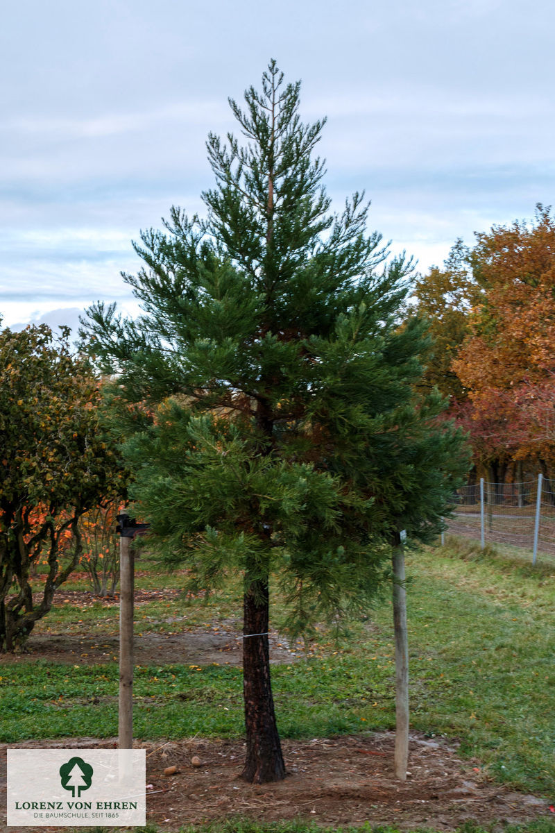 Sequoiadendron giganteum