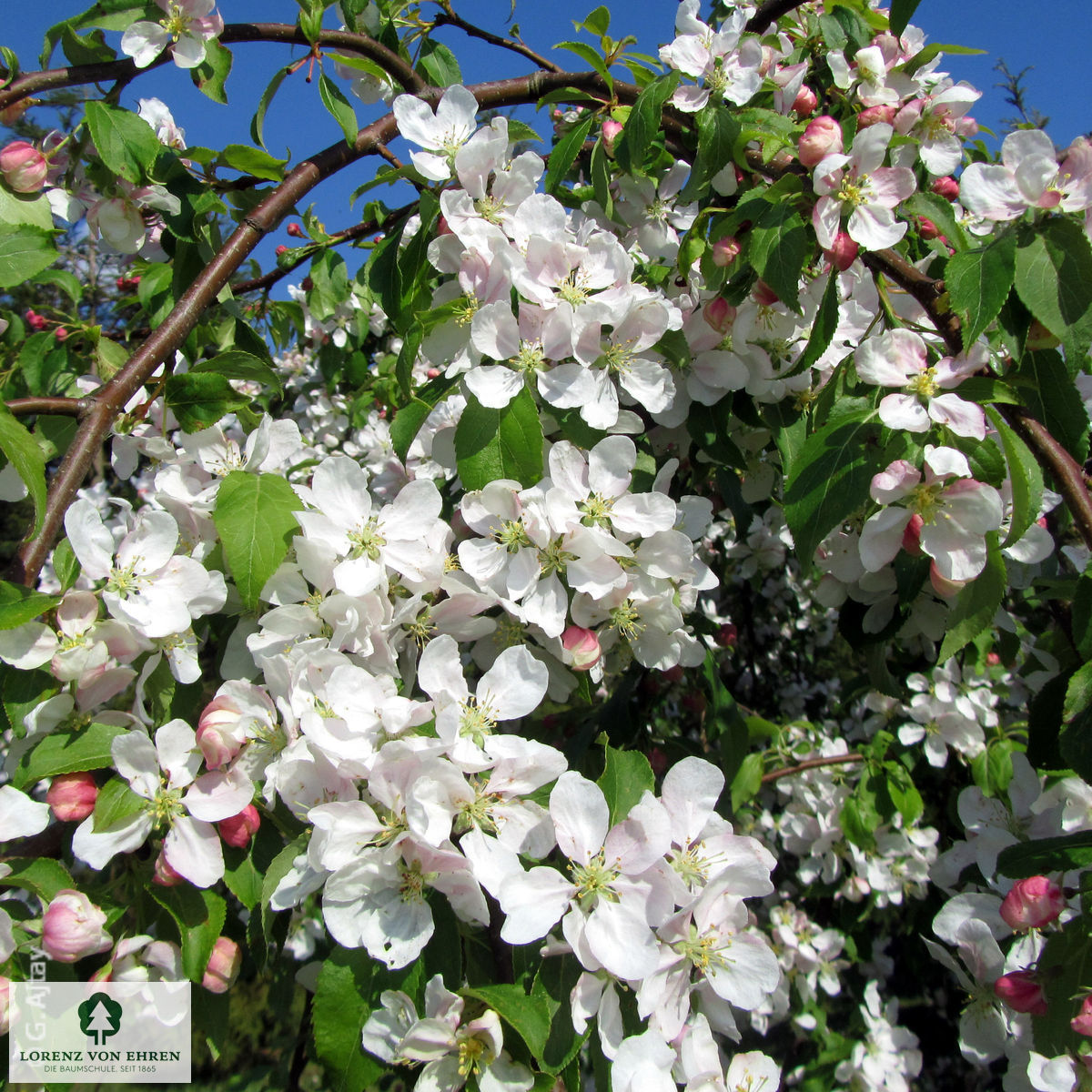 Malus 'Red Jade'