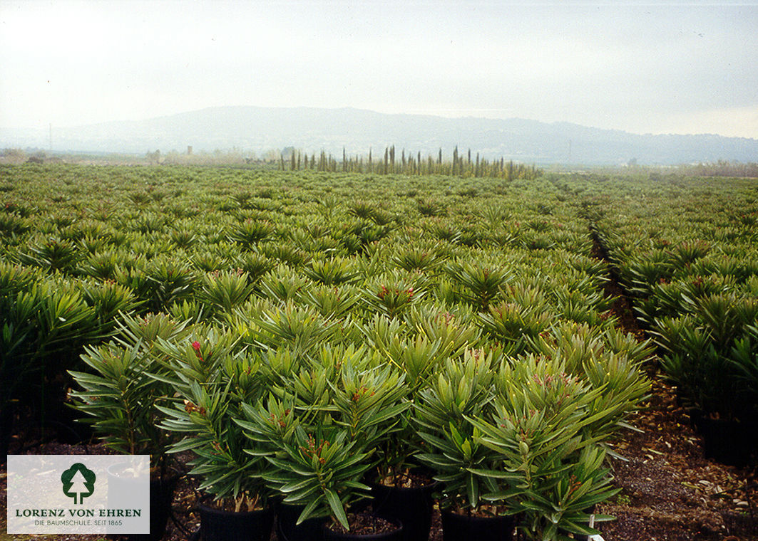 Nerium oleander 'Rosa'