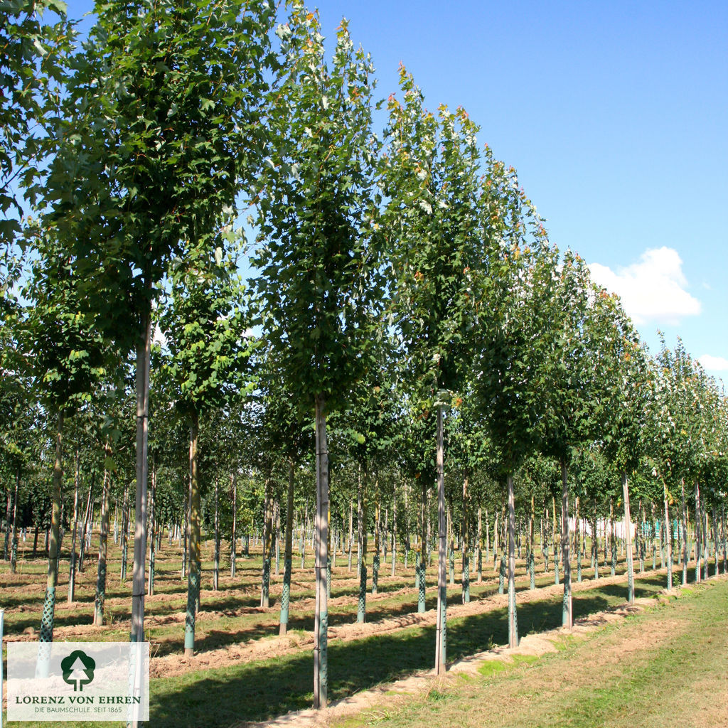 Acer freemanii 'Armstrong'