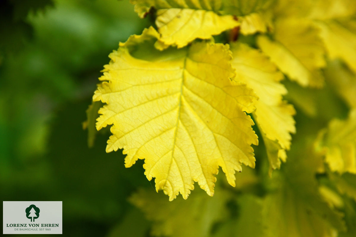 Ulmus hollandica 'Wredei'