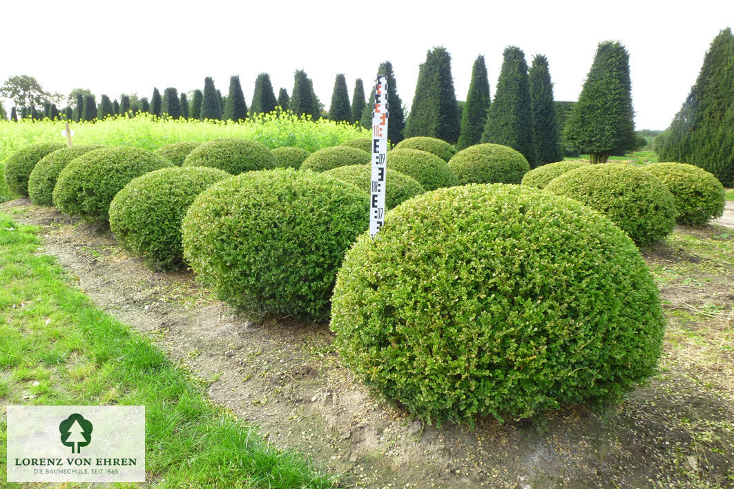 Buxus microphylla 'Faulkner'