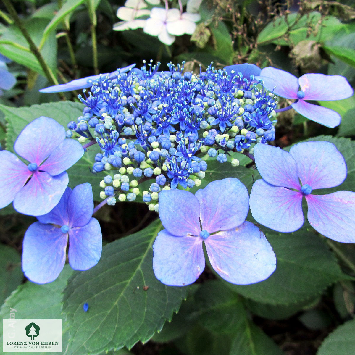 Hydrangea macrophylla 'Blaumeise'