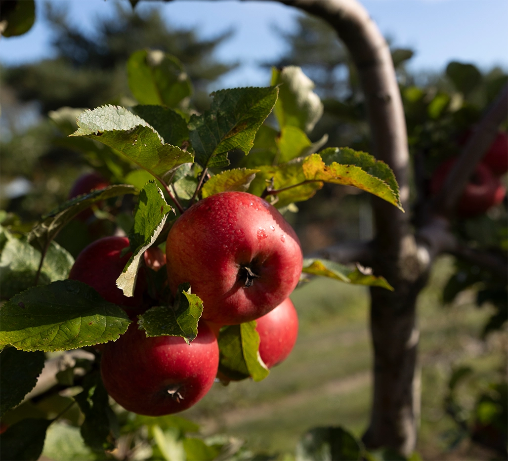 Wie schneide ich alte Obstbäume? Wo und wie wird die Schere angesetzt? Welche Zweige können weg, welche müssen stehen bleiben?
