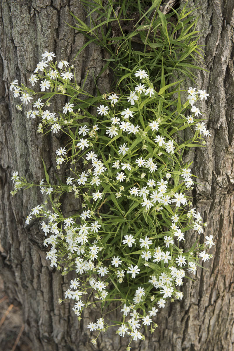 Salix alba Unikat
