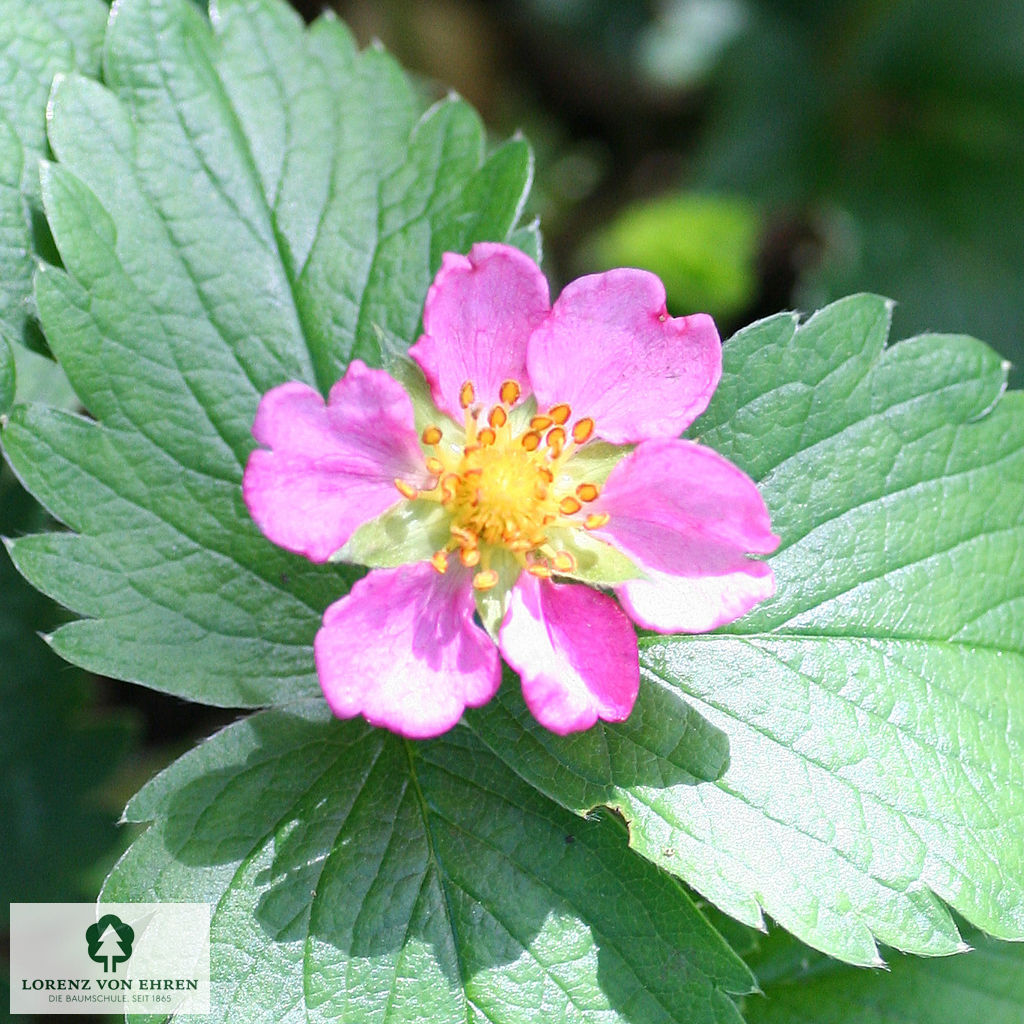 Fragaria vesca semperflorens 'Rosea'