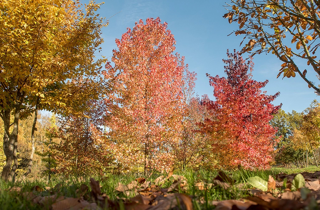 Liquidambar Amberbäume Herbst Park Amberbäume strahlen orange indien Summer