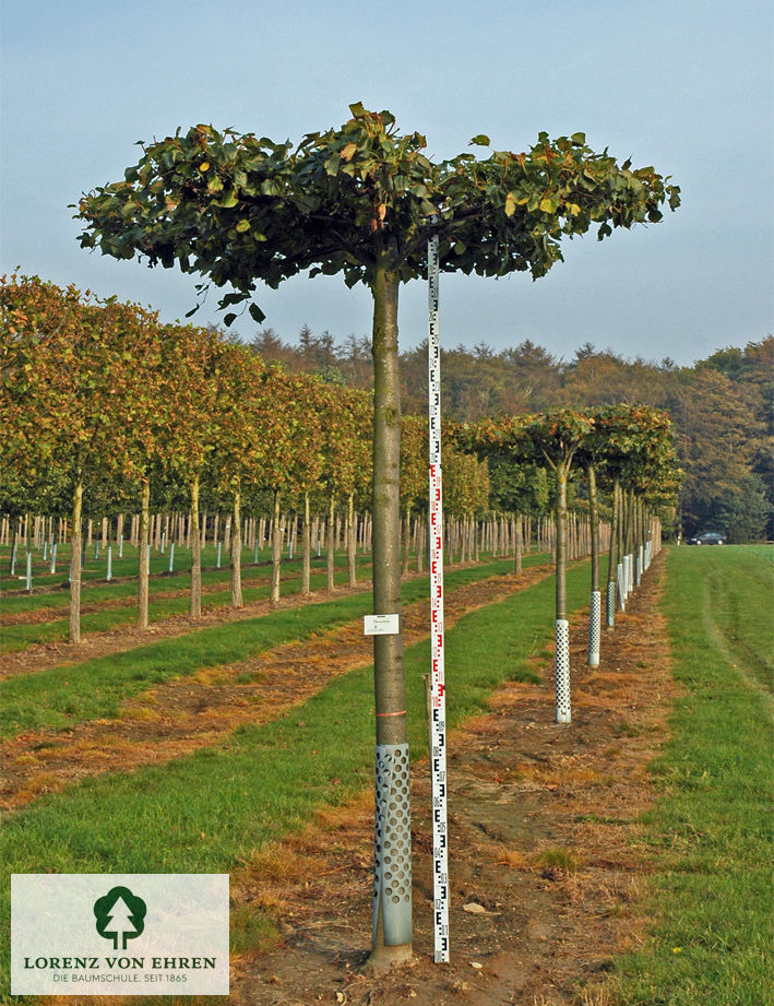 Tilia euchlora