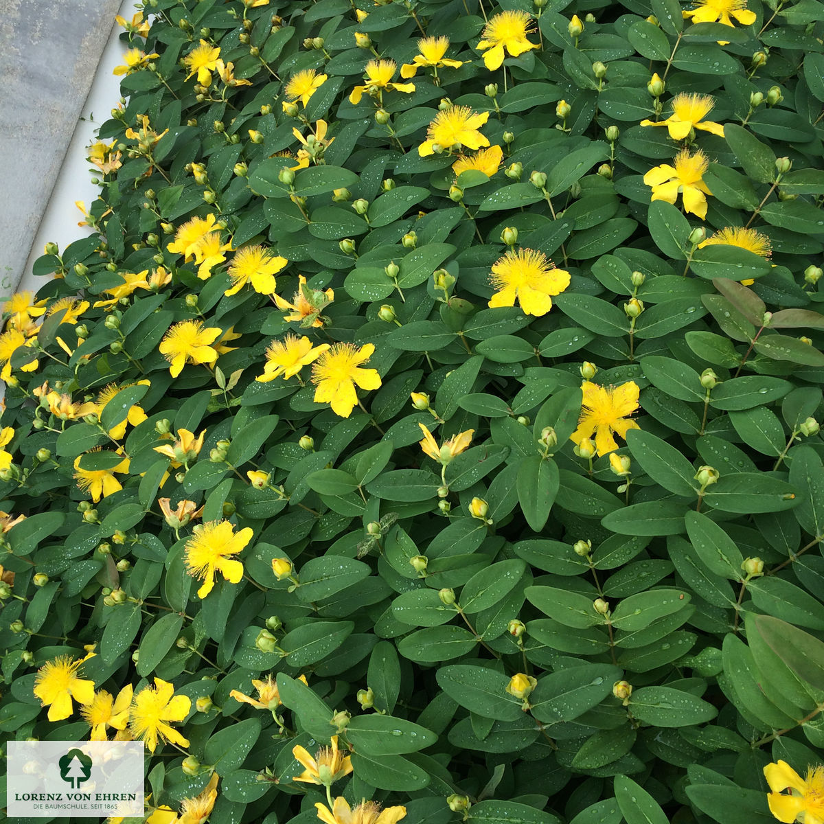 Hypericum 'Hidcote'