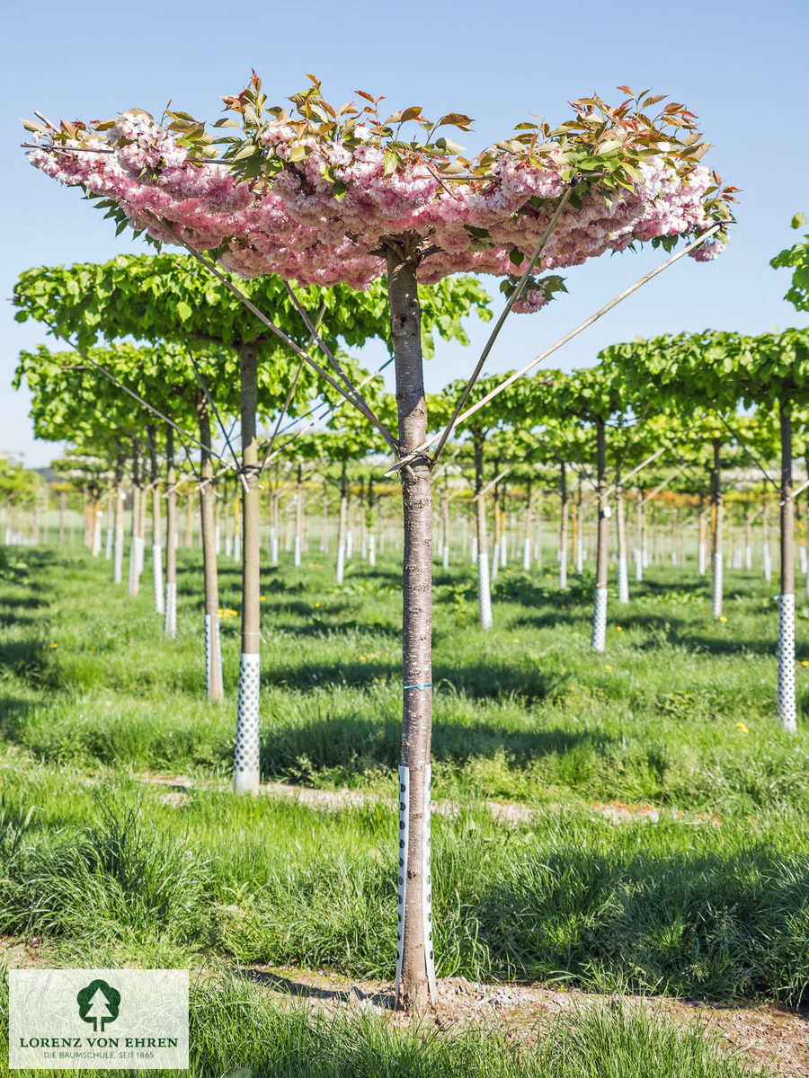 Prunus serrulata 'Kanzan'