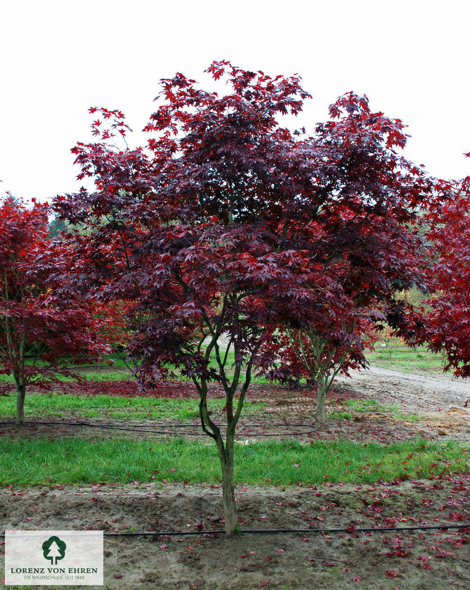 Acer palmatum 'Bloodgood'