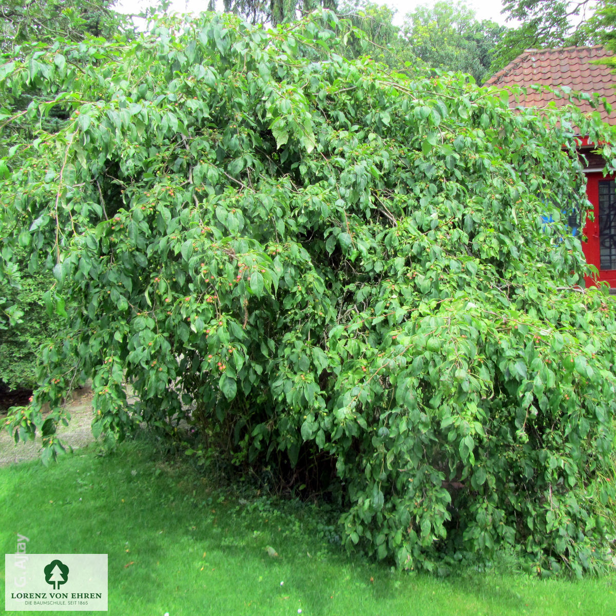 Malus 'Red Jade'