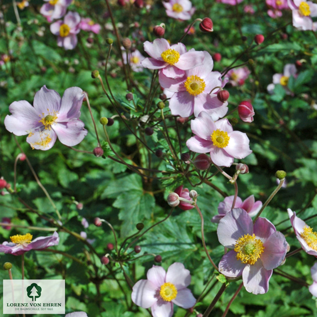 Anemone hupehensis 'September Charm'