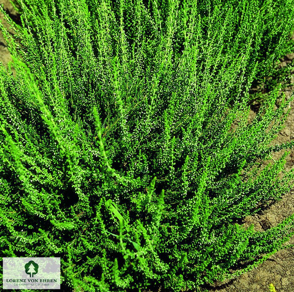 Calluna vulgaris 'Melanie'