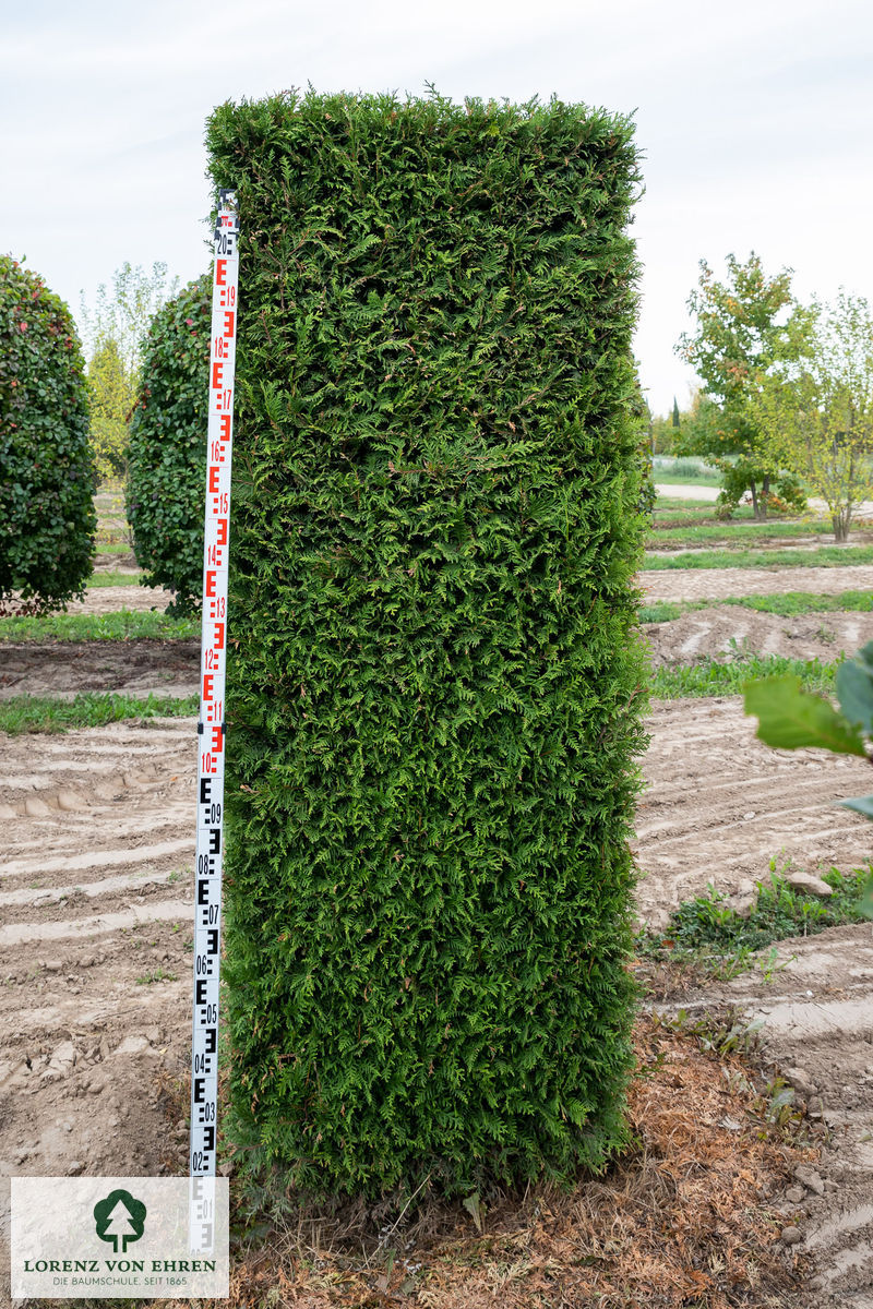 Thuja occidentalis 'Brabant'