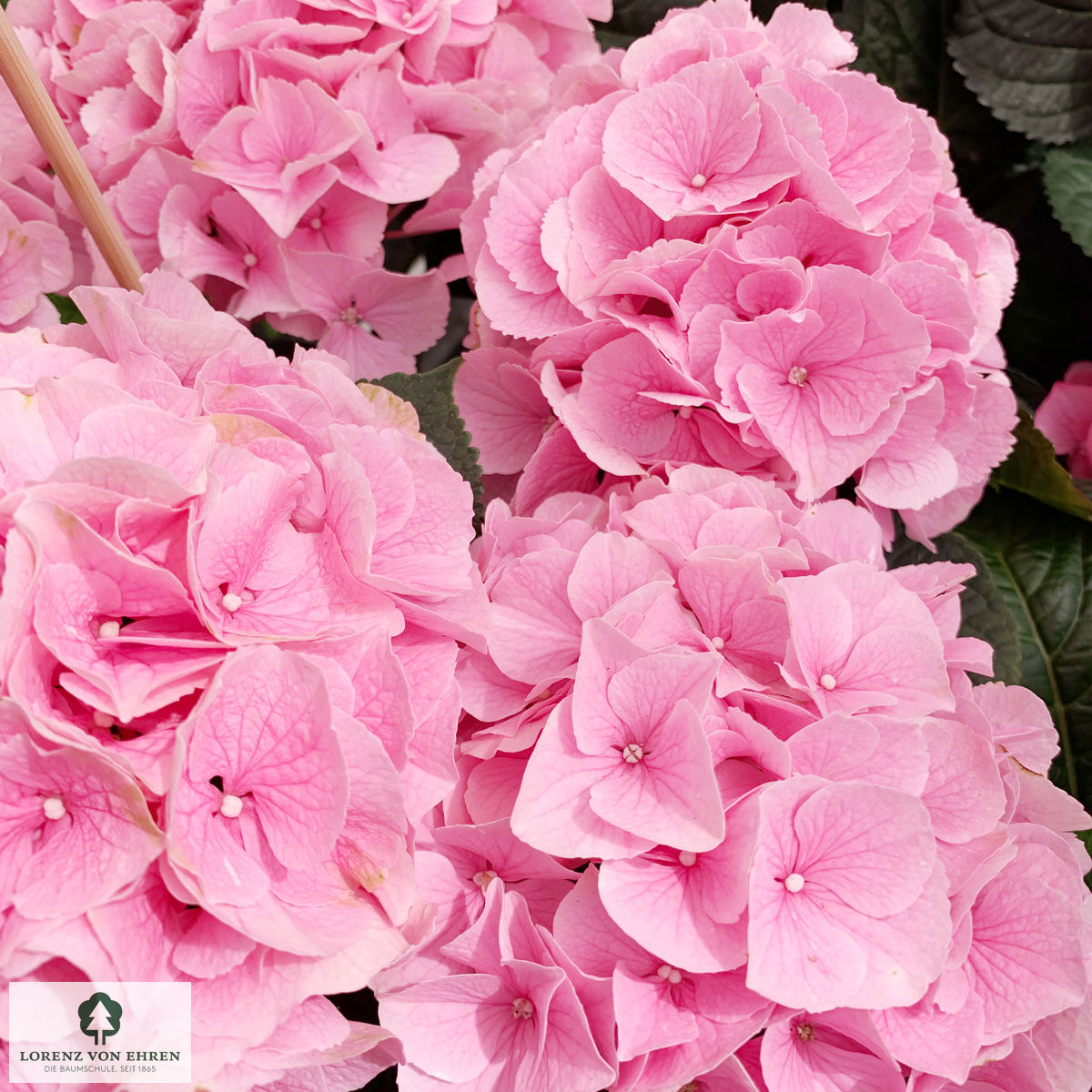 Image of Hydrangea Macrophylla Frosted Pink