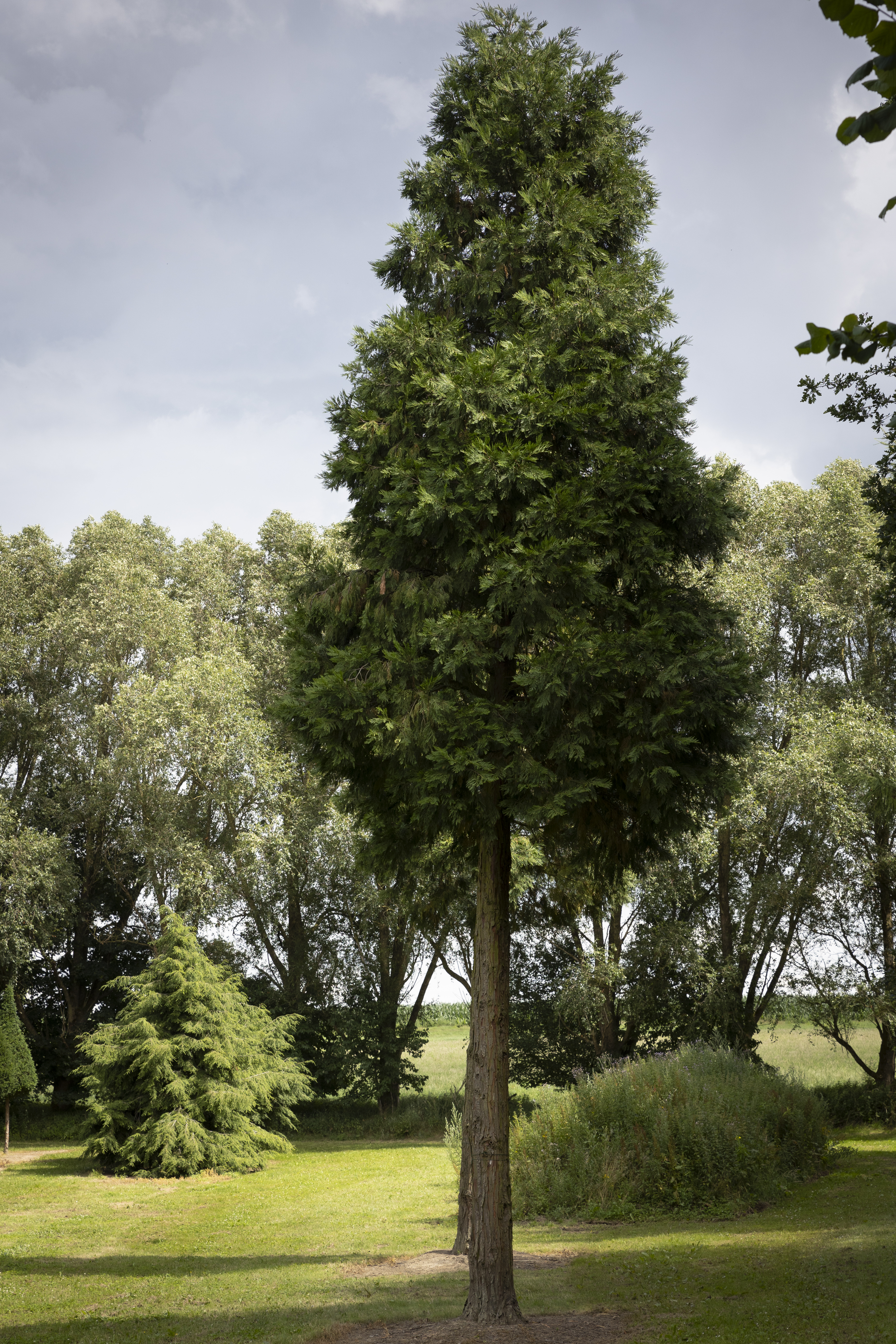 Calocedrus decurrens Unikat