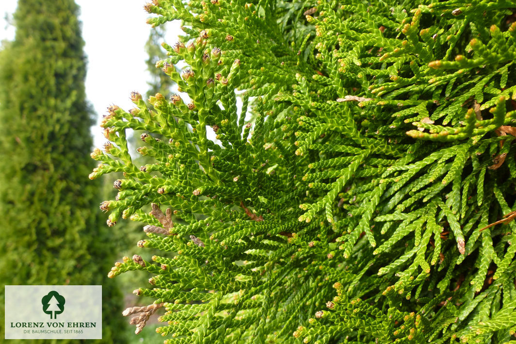 Thuja occidentalis 'Smaragd'