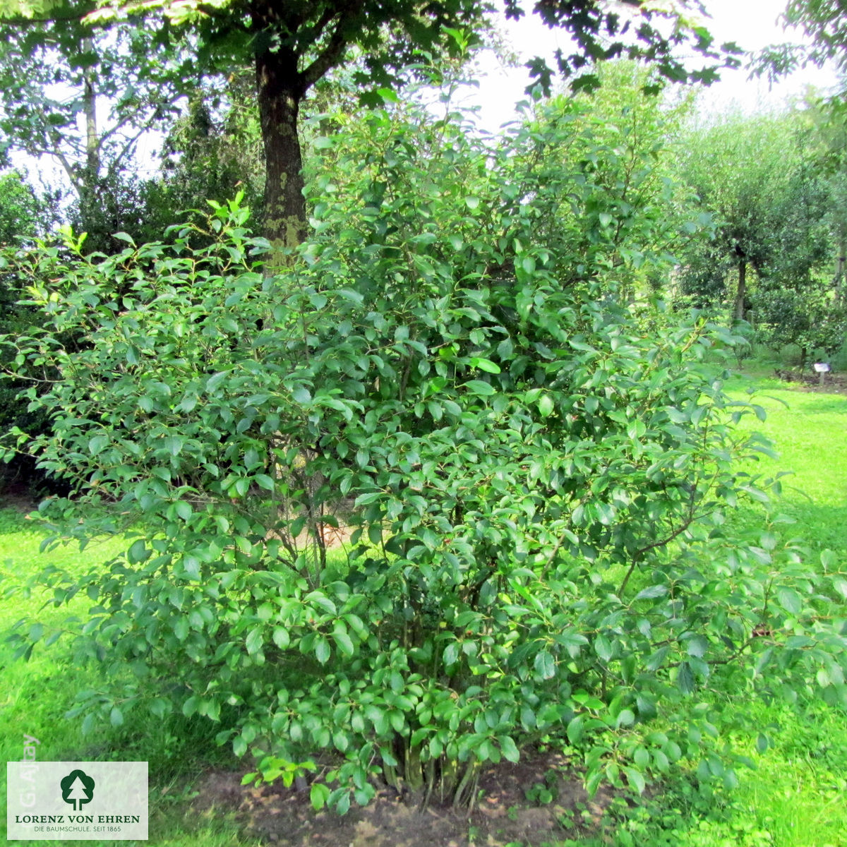 Ilex verticillata