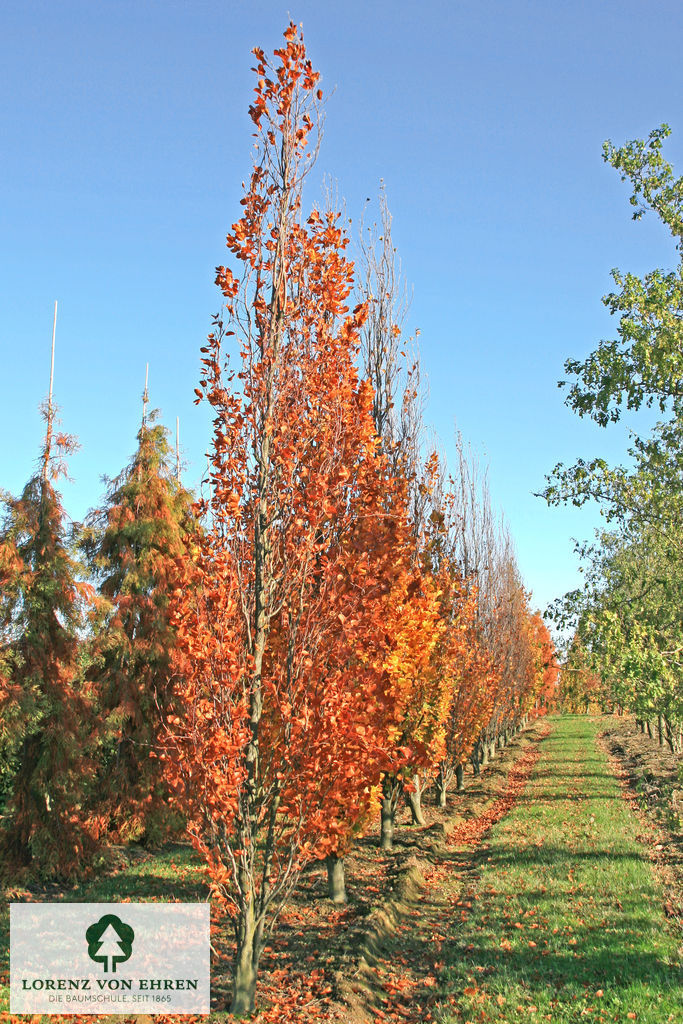 Fagus sylvatica 'Dawyck'