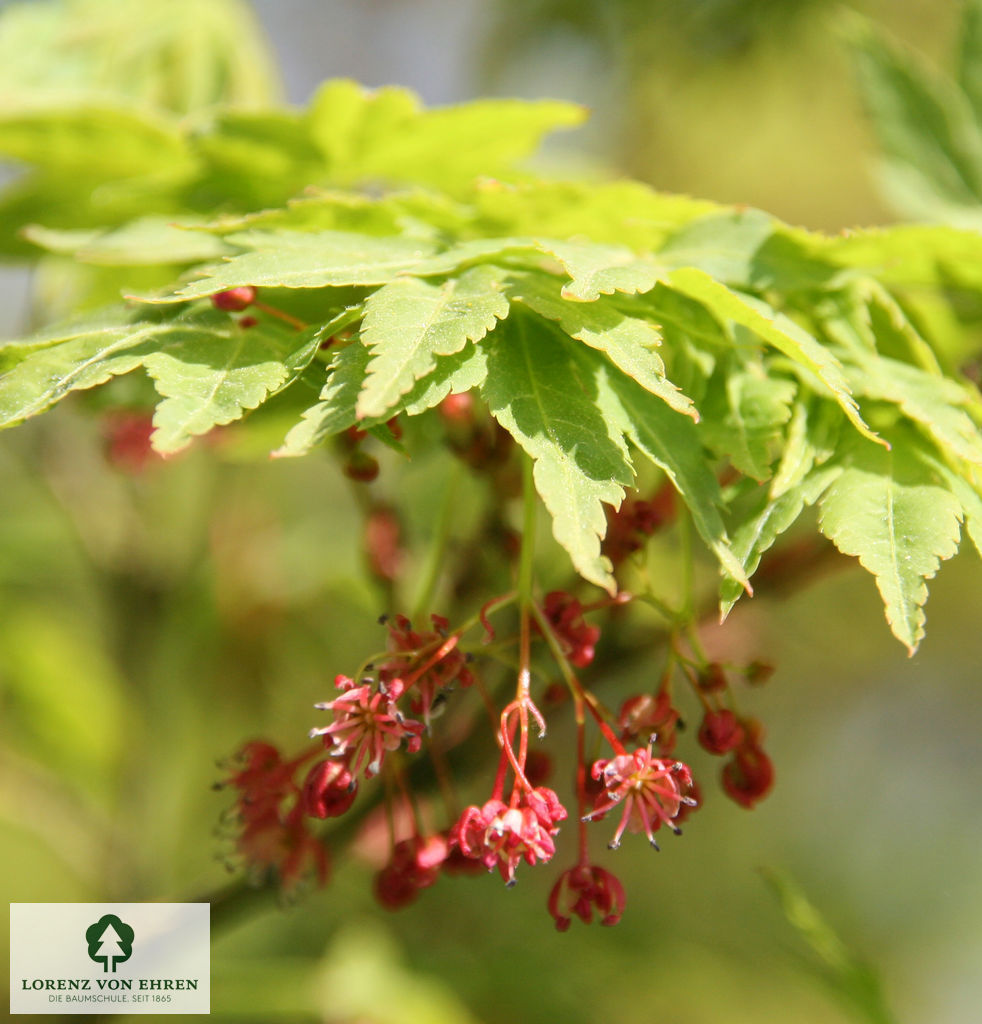 Acer palmatum