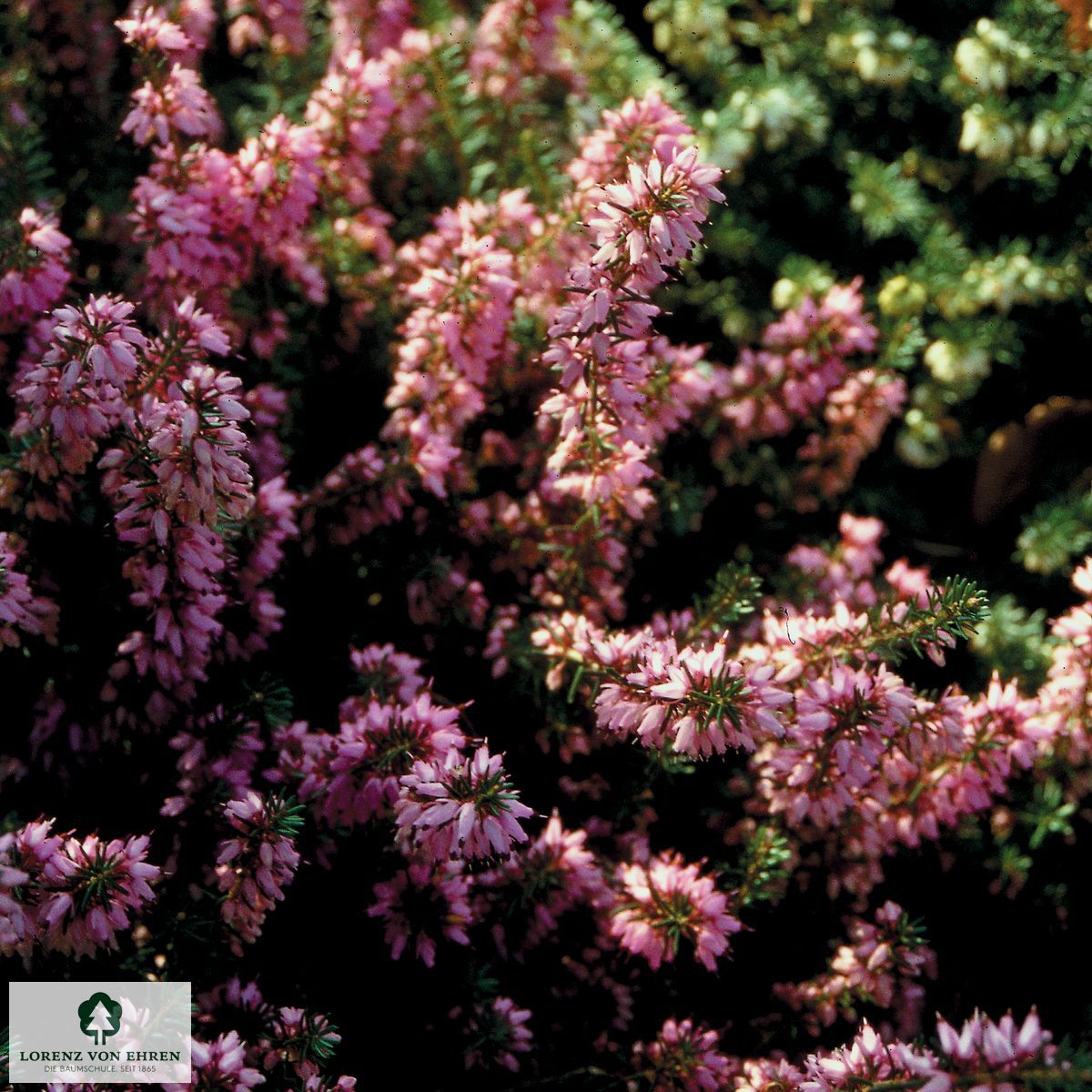 Erica carnea 'March Seedling'