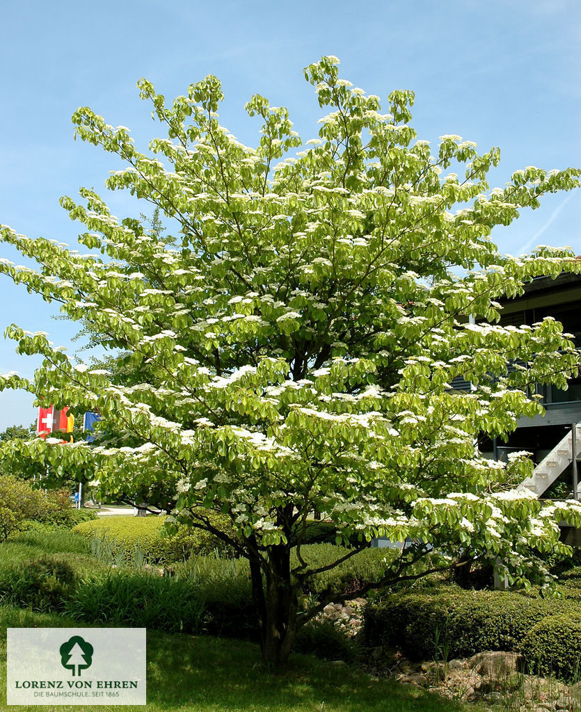 Cornus Alternifolia Baumschule LvE