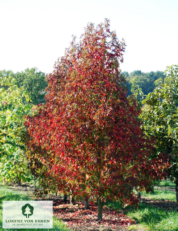 Liquidambar styraciflua 'Worplesdon'