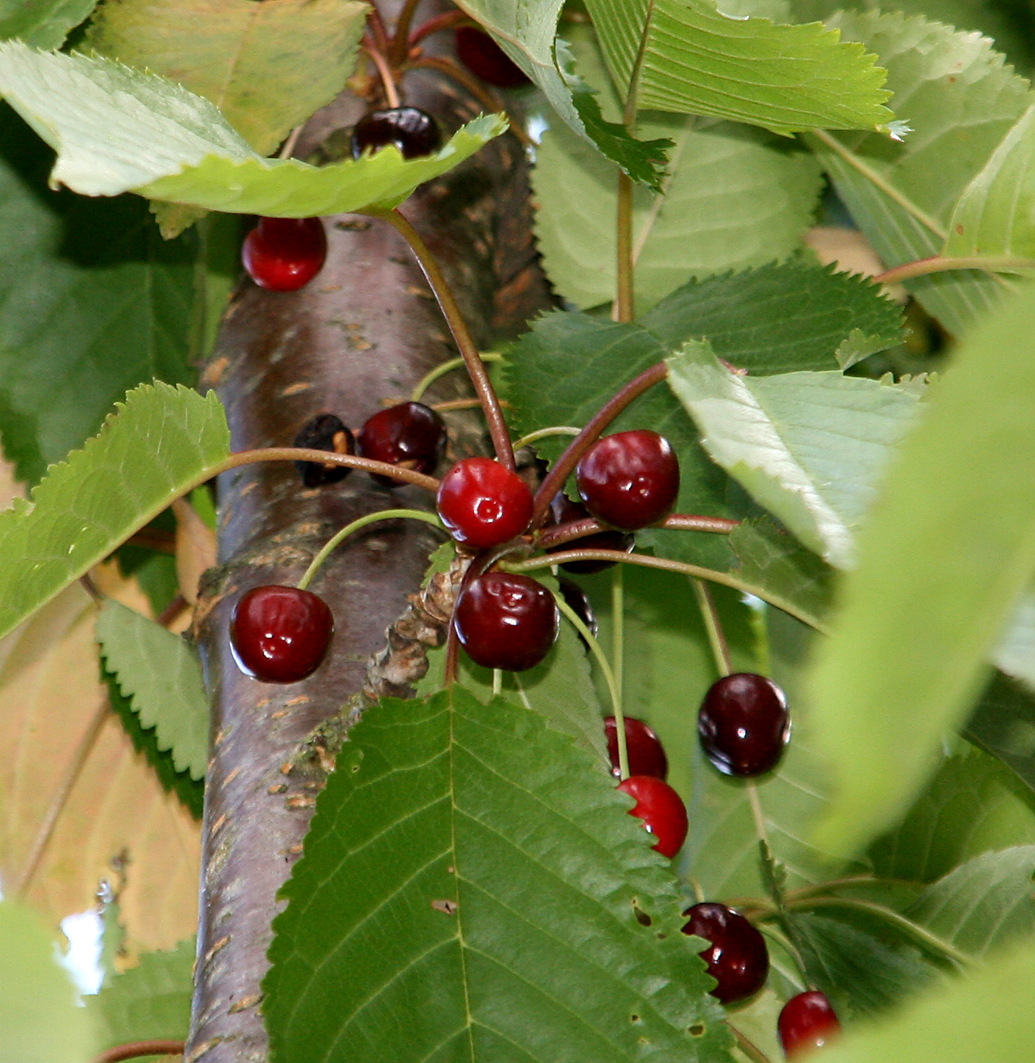 Kirschen im Baum