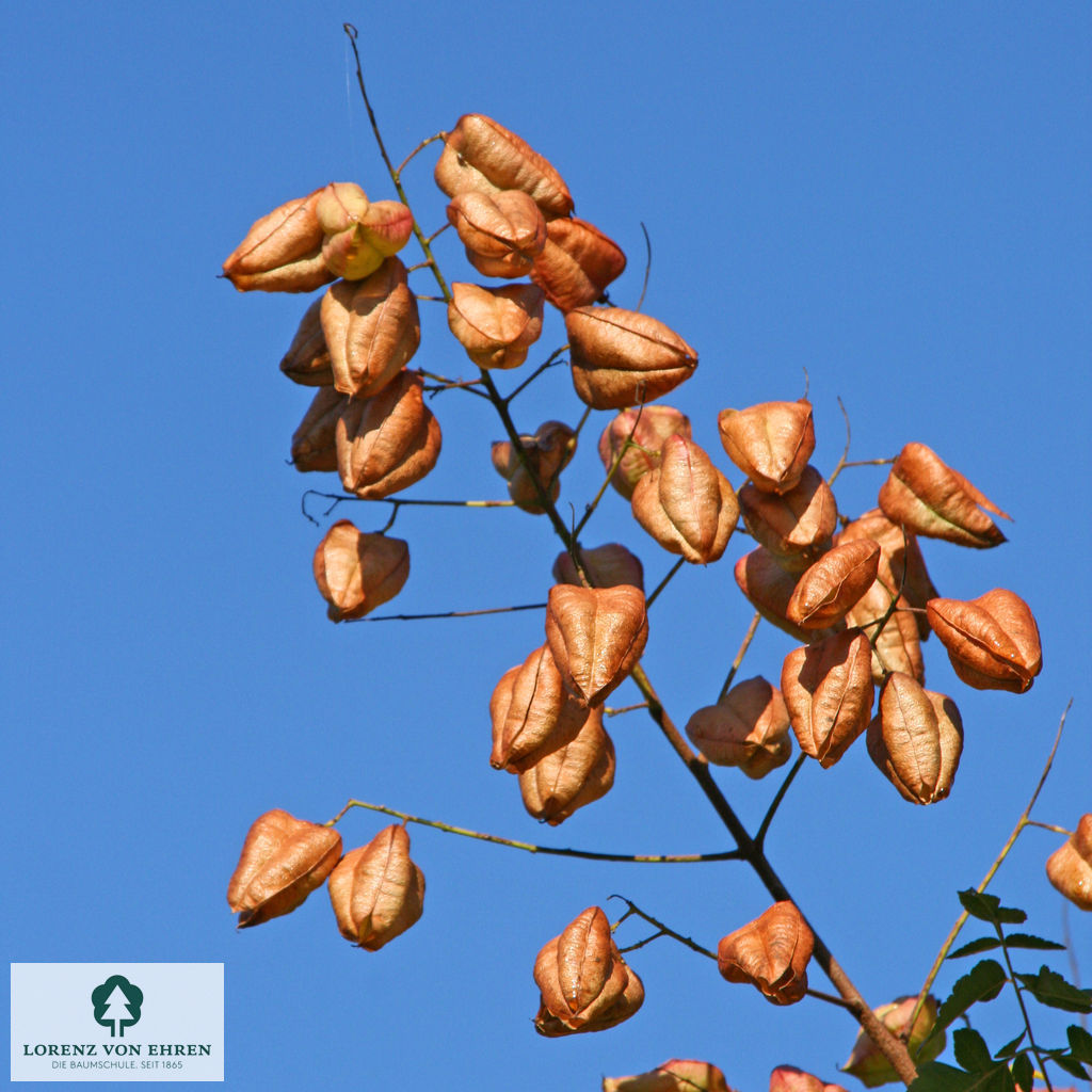 Koelreuteria paniculata