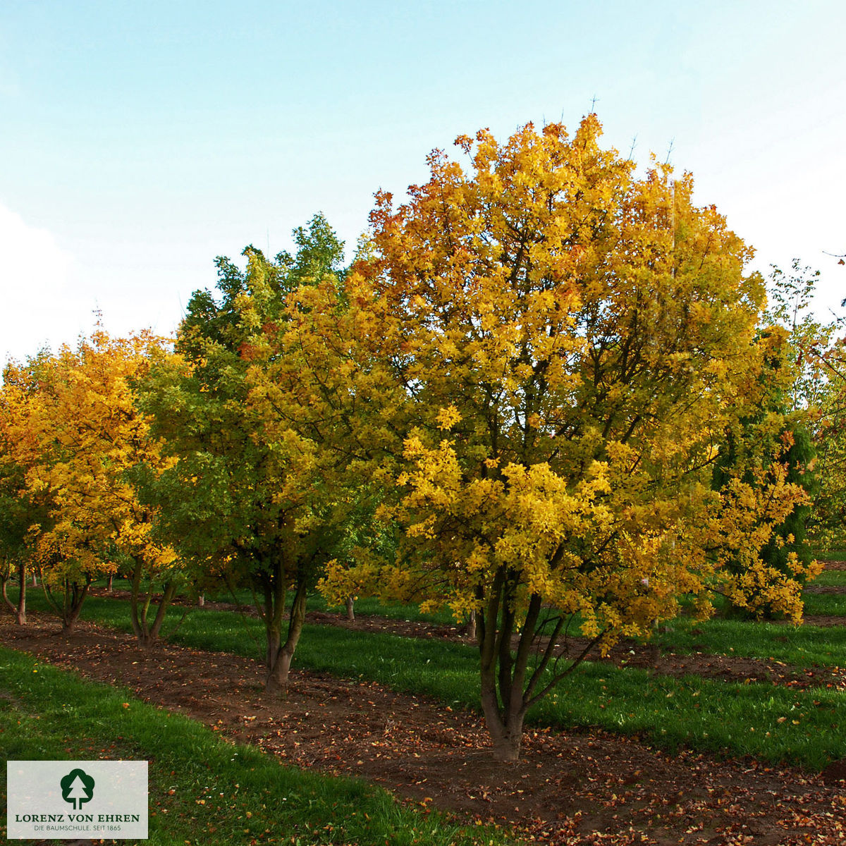 Acer monspessulanum