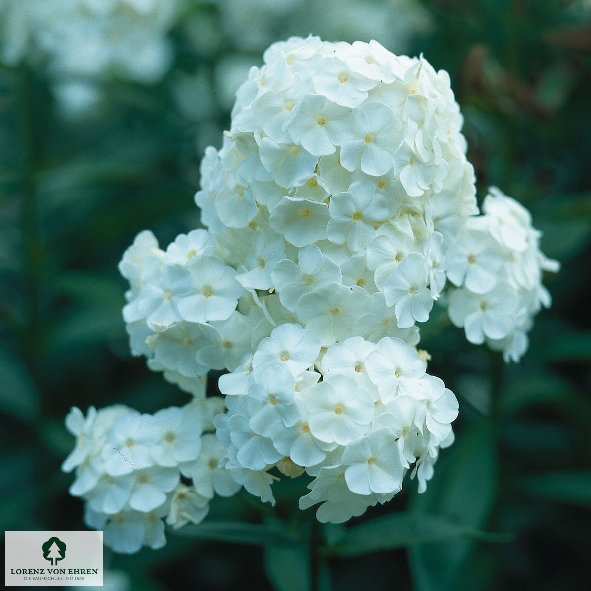 Phlox paniculata 'Nymphenburg'