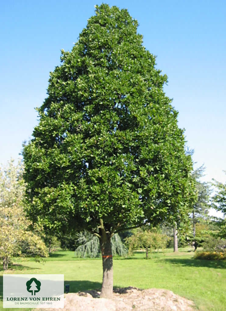 Quercus turneri 'Pseudoturneri'