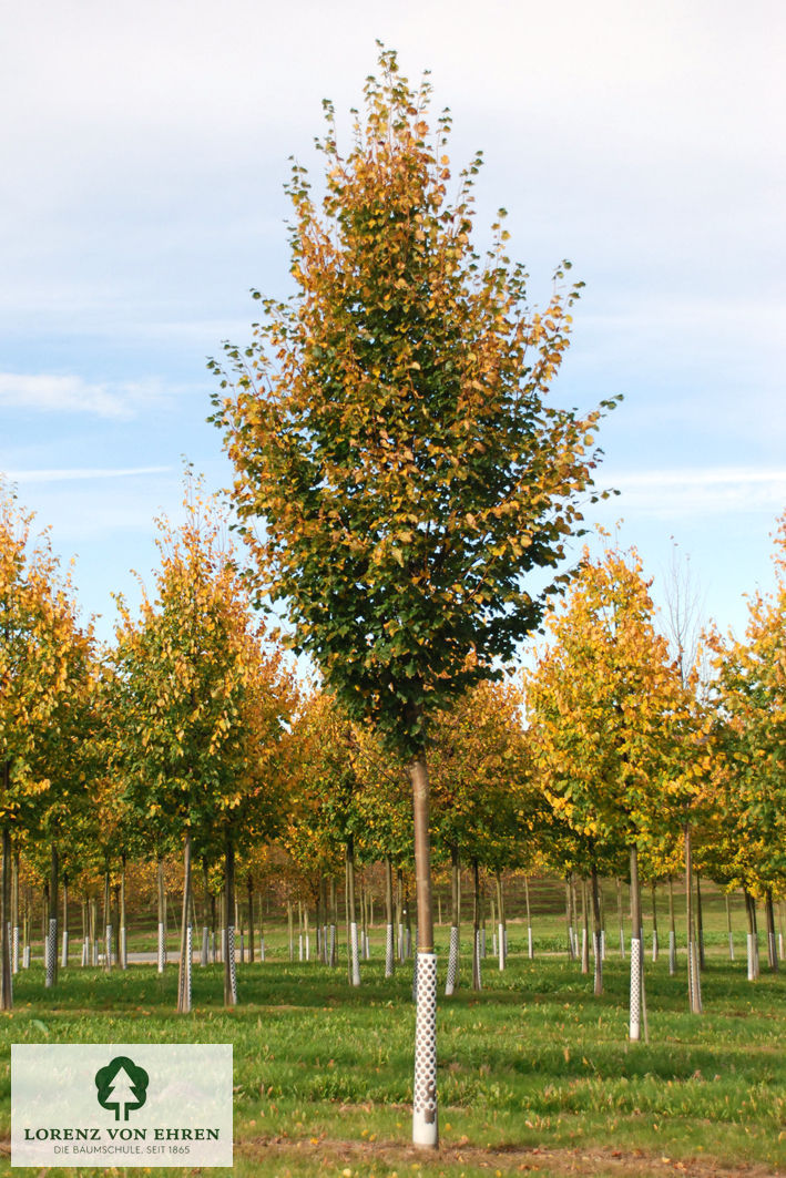 Tilia cordata 'Rancho'