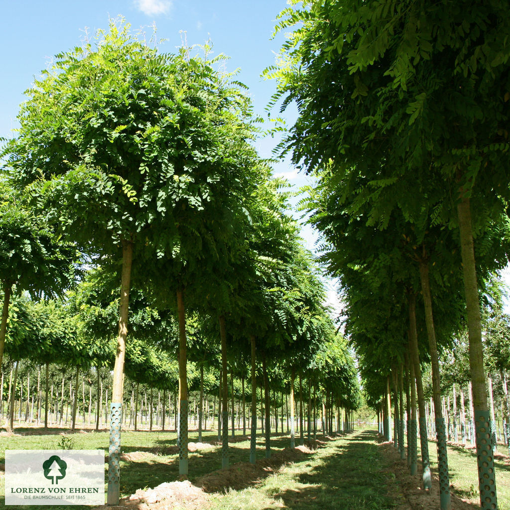 Robinia pseudoacacia 'Umbraculifera'