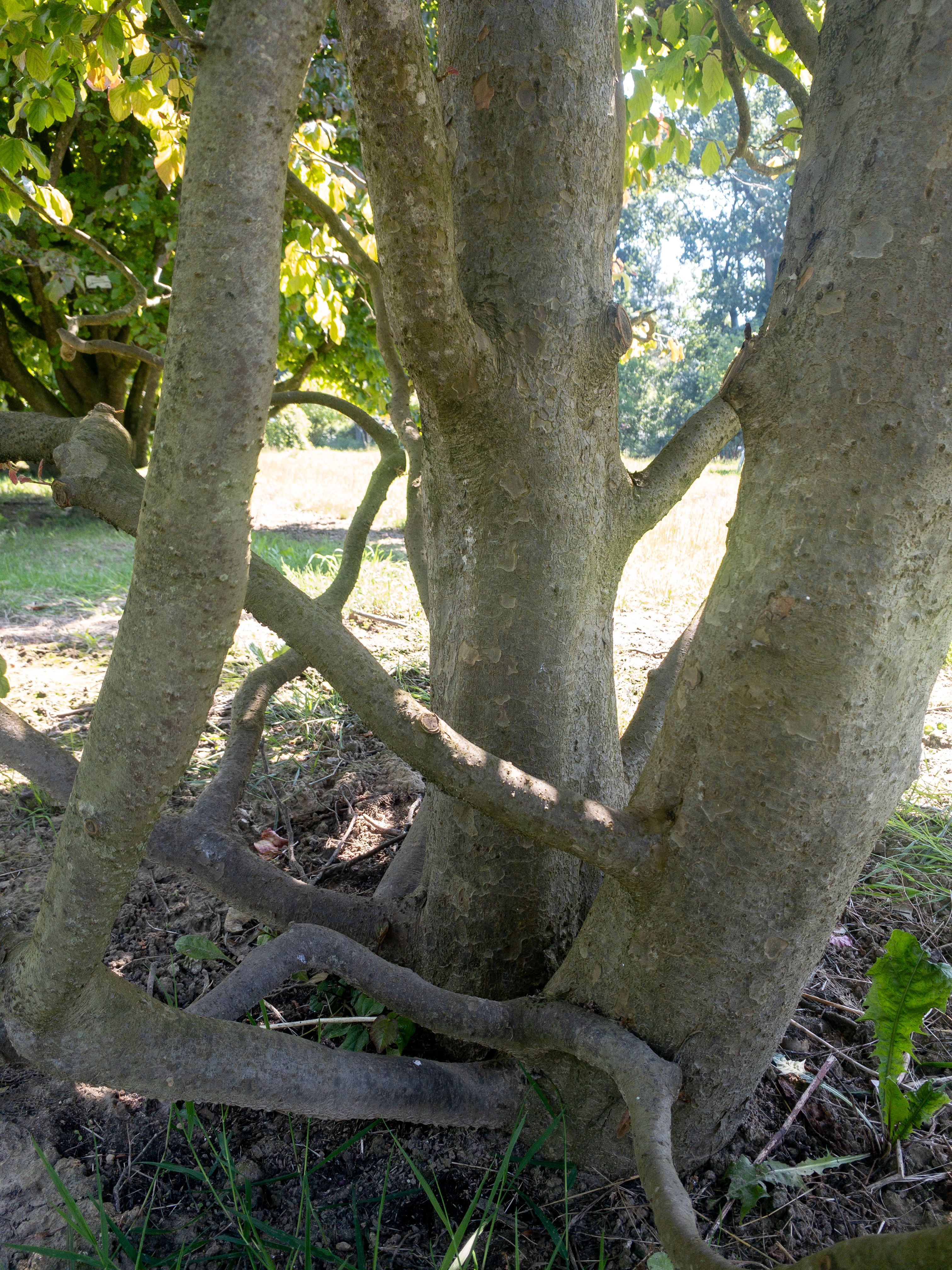 Parrotia persica Unikat