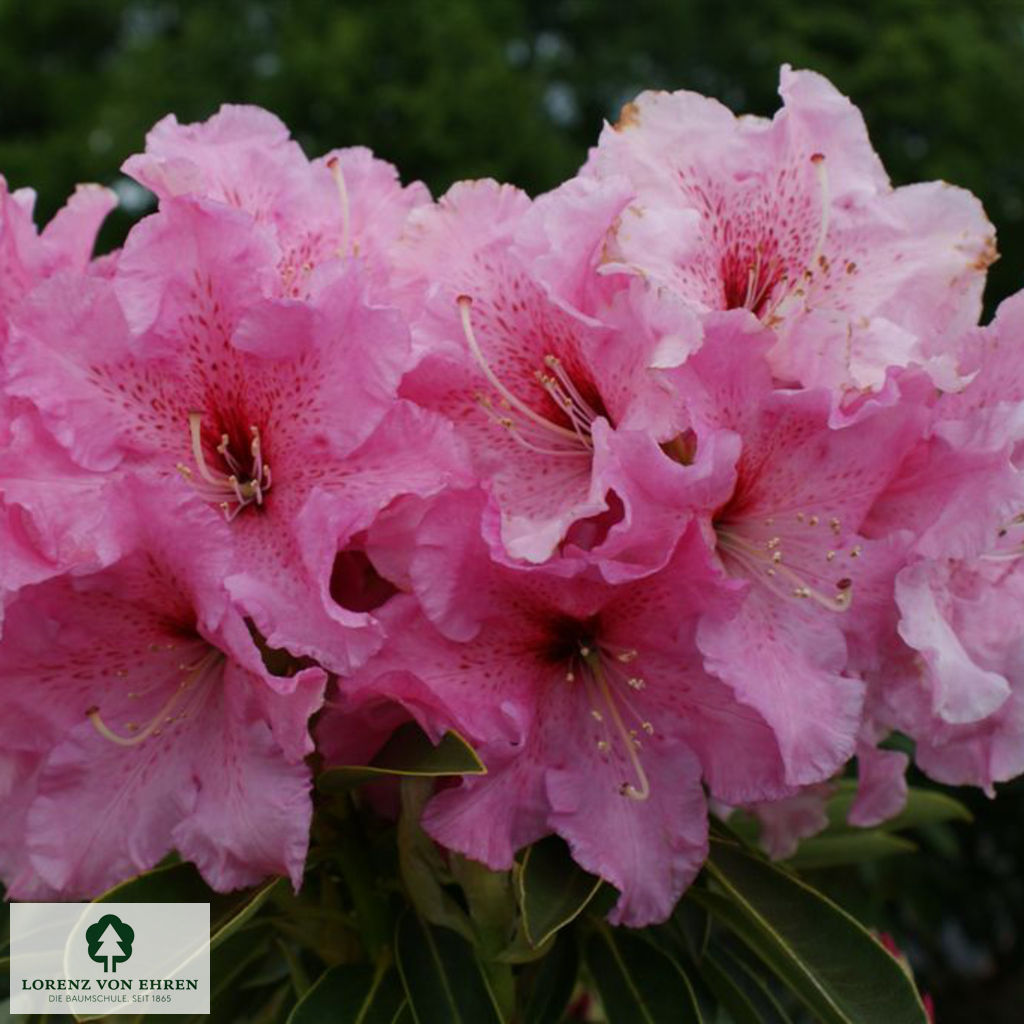 Rhododendron discolor 'Spätlese'