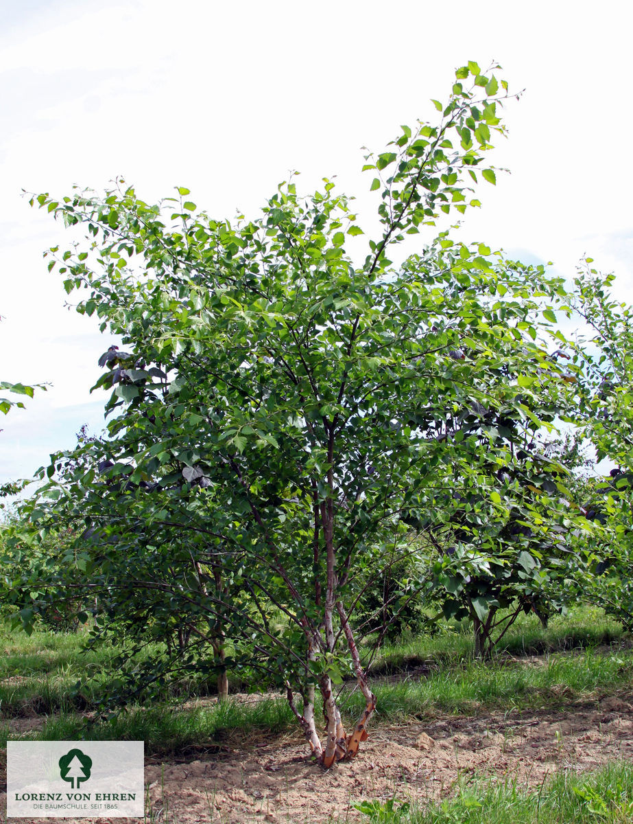 Betula nigra