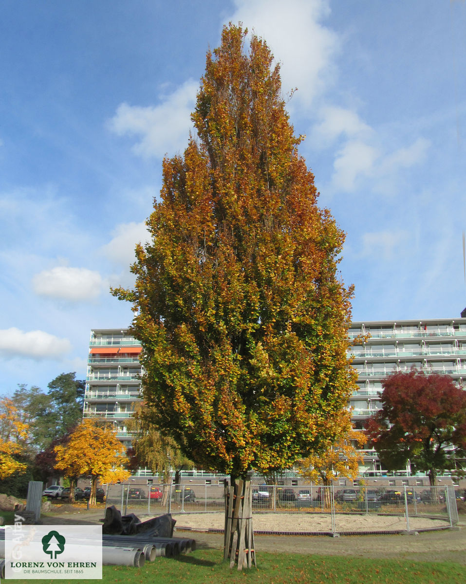 Fagus sylvatica 'Dawyck'