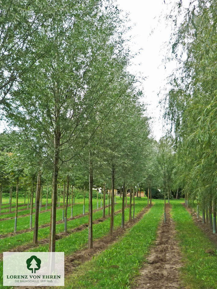 Salix alba 'Liempde'