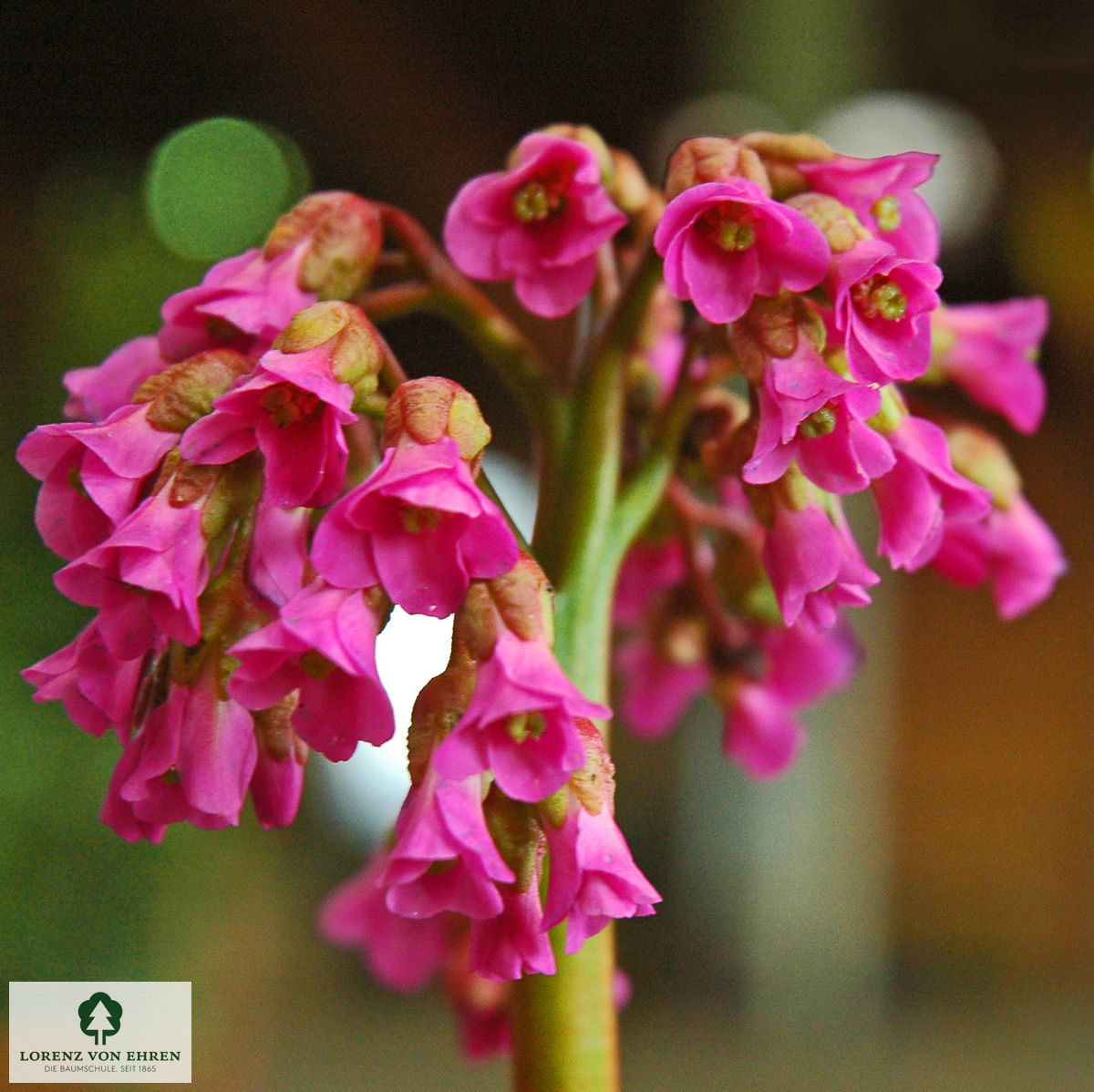 Bergenia cordifolia