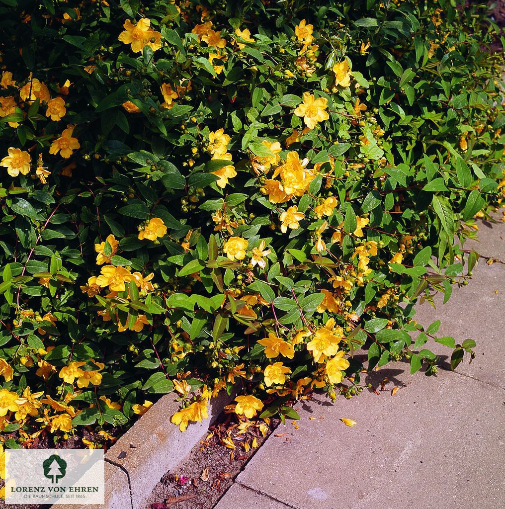 Hypericum patulum henryi