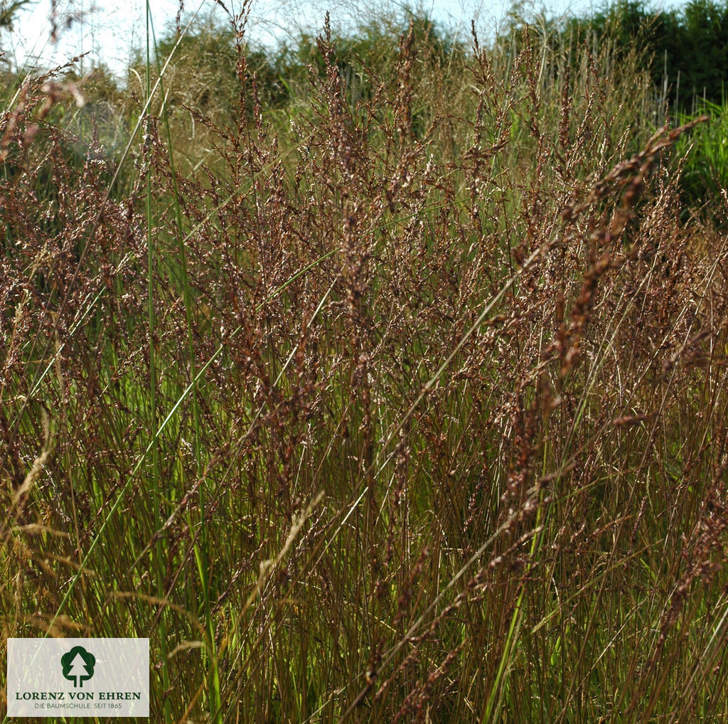 Molinia caerulea 'Edith Dudszus'