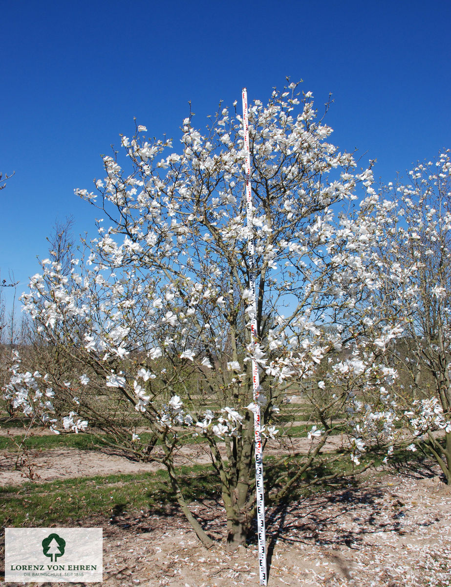 Magnolia loebneri 'Merrill'