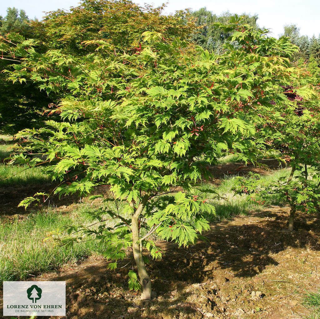 Acer japonicum 'Aconitifolium'