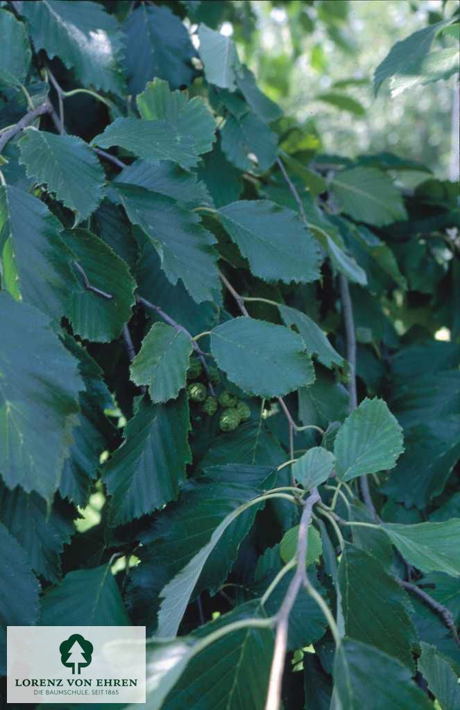 Alnus incana